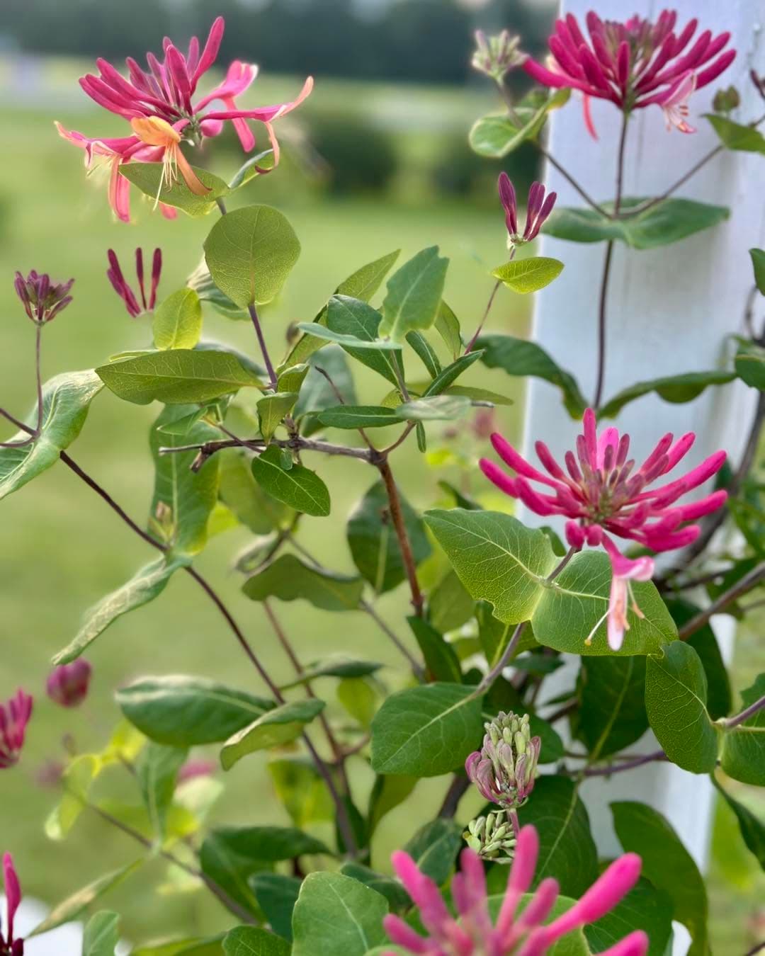 Backyard garden flowers at Front Porch Flowers