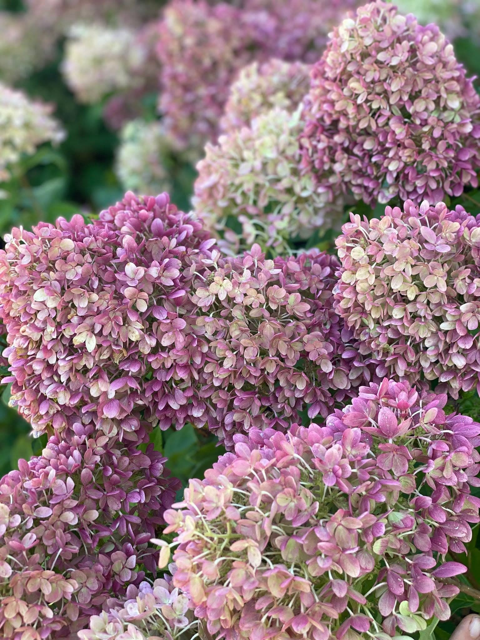 Hydrangea wreath workshop at Front Porch Flowers